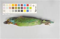 藏品(五色鳥)的圖片